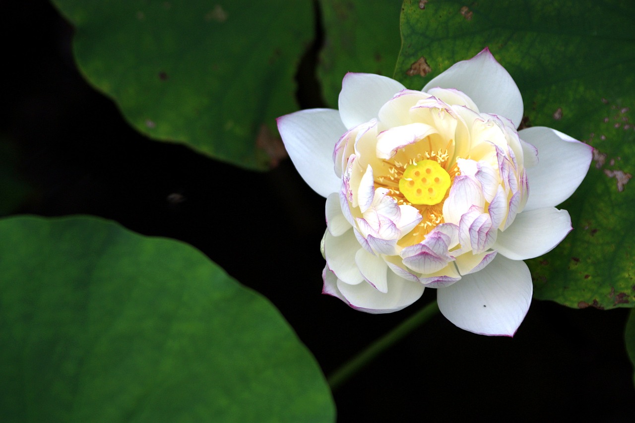 Buddhist Philosophy and the Politics of Peace